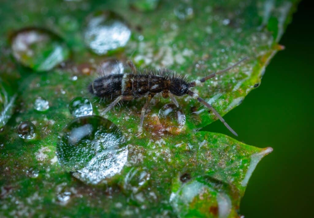 A Detailed Macro Photograph Of A Springtail Insect Crawling Across A Dew-Covered Green Leaf, With Water Droplets Reflecting Light In The Background.