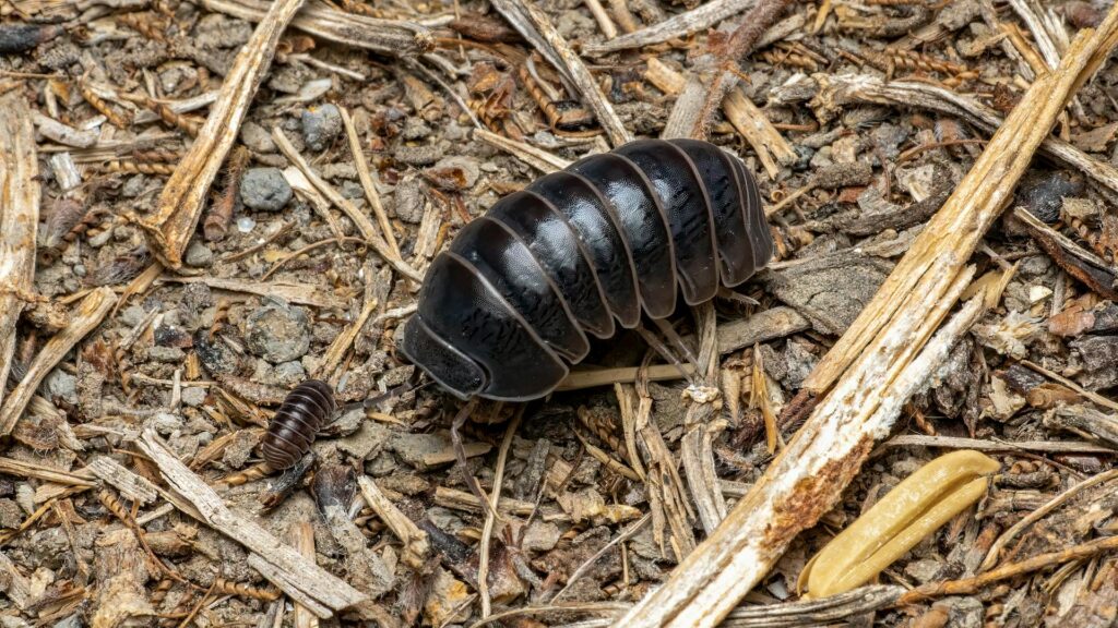 A Detailed Close-Up Image Of A Dark, Segmented Isopod Crawling On A Bed Of Dry Twigs, Leaves, And Soil. A Smaller Isopod Is Visible Nearby, Both Surrounded By Textured Ground Debris.
