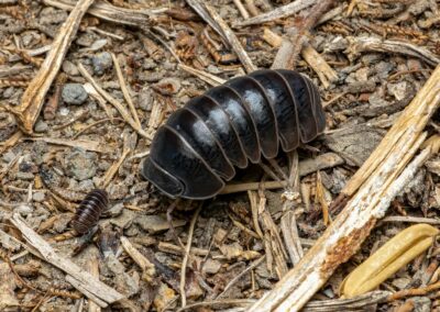 What Are Isopods In The Garden?