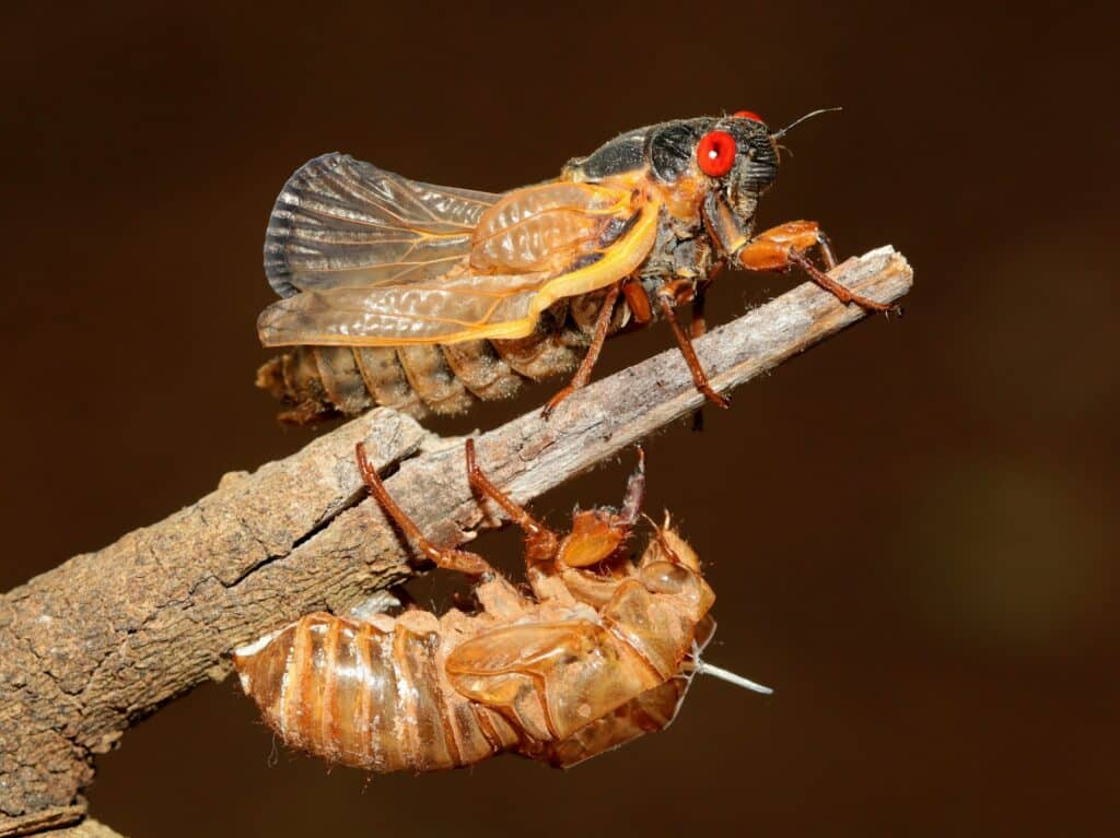 A Newly Emerged Cicada With Bright Red Eyes Clings To A Small Tree Branch, Next To Its Discarded Exoskeleton. The Cicada’s Translucent Wings And Vibrant Body Contrast Against The Brown Background, Highlighting Its Recent Molt During Metamorphosis.