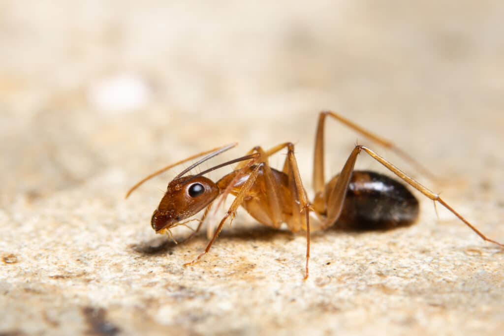 A Close-Up Image Of A Ghost Ant Walking Across A Rough Stone Surface, Showing Its Pale Legs, Darker Abdomen, And Slender Body In Sharp Macro Detail.