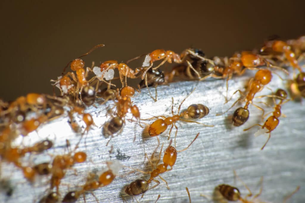 A Close-Up Image Of Pharaoh Ants Clustered Along A Metallic Surface, Showing Their Small Yellow-Brown Bodies And Active Foraging Behavior In Macro Detail.