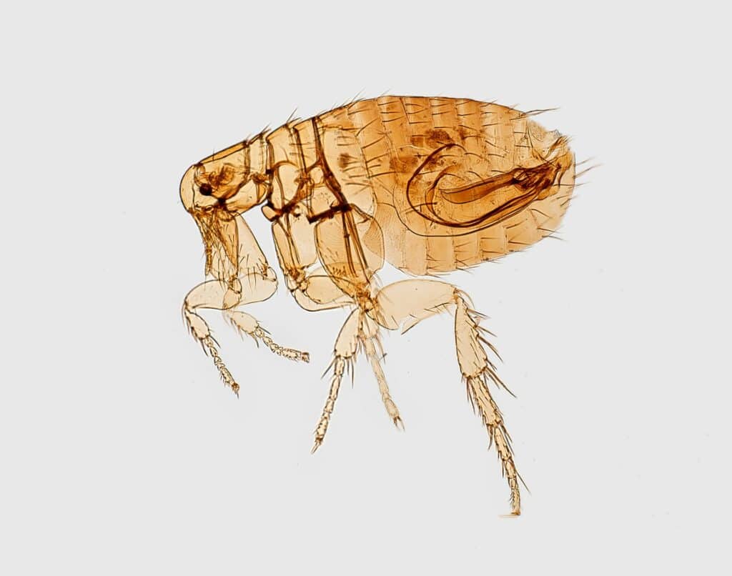 A Close-Up Microscopic Image Of A Flea Insect, Showing Its Flattened Body, Long Hind Legs, And Detailed Anatomy Against A White Background.