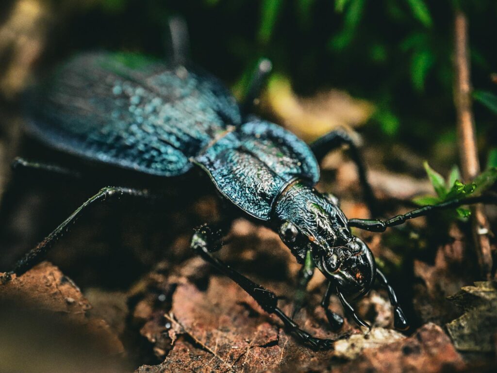 A Close-Up Image Of A Ground Beetle Crawling Across Leaf Litter On The Forest Floor, Showing Its Dark Metallic Body, Textured Exoskeleton, And Mandibles In Macro Detail.