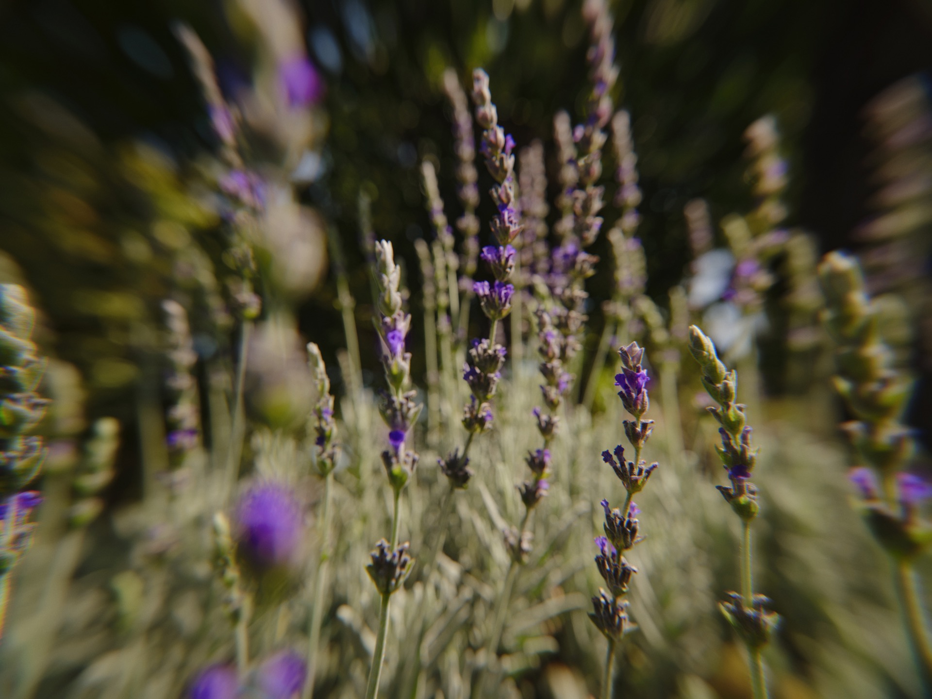 Purple-Lavender-Blooms-Sunlit-Garden Close-Up Shot Of Purple Lavender Stalks Blooming In A Sunlit Garden With A Shallow Depth Of Field.
